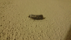 Acrolophinae