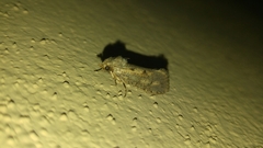 Acrolophinae