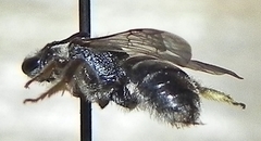 Lasioglossum pectorale