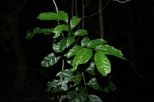 Image of Harpullia pendula by (c) Greg Tasney, some rights reserved (CC BY-SA)