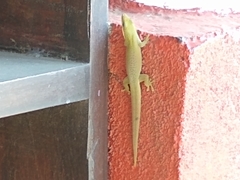 Phelsuma