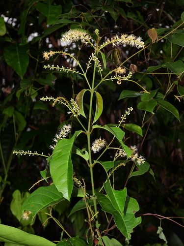 Foto de Molungu-do-cerrado