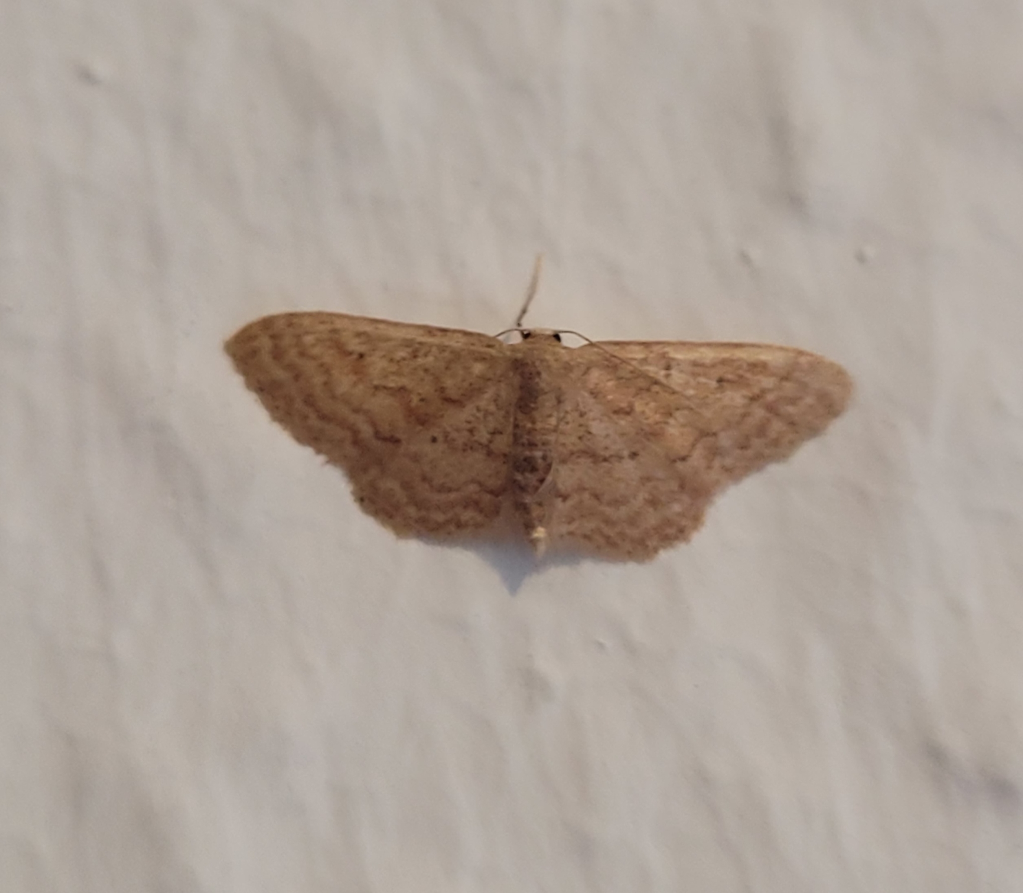Idaea charitata