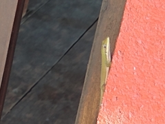 Phelsuma