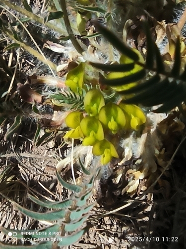 Astragalus caprinus caprinus