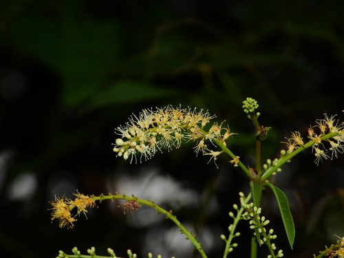 Foto de Molungu-do-cerrado