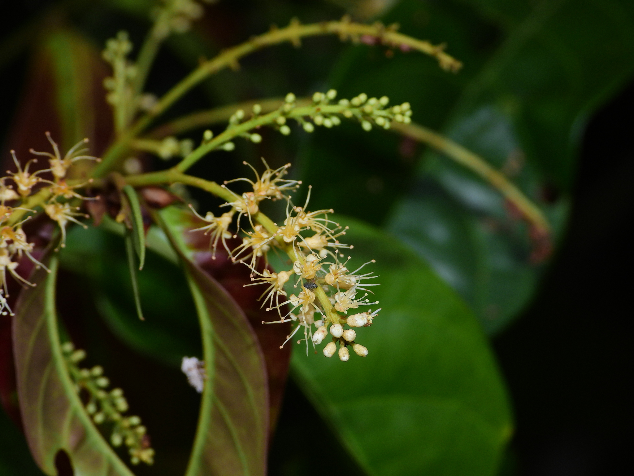 Imagem de Molungu-do-cerrado