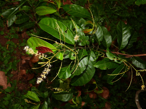 Foto de Molungu-do-cerrado