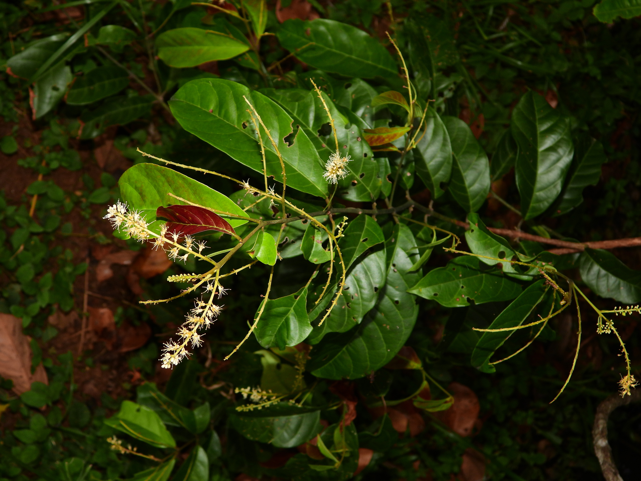 Imagem de Molungu-do-cerrado