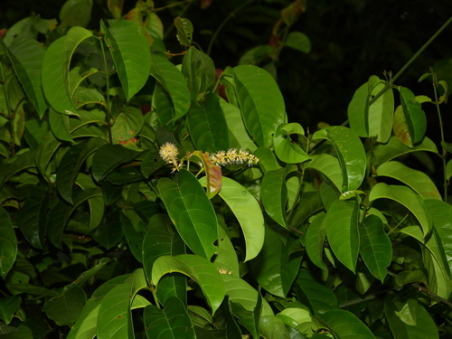 Foto de Molungu-do-cerrado