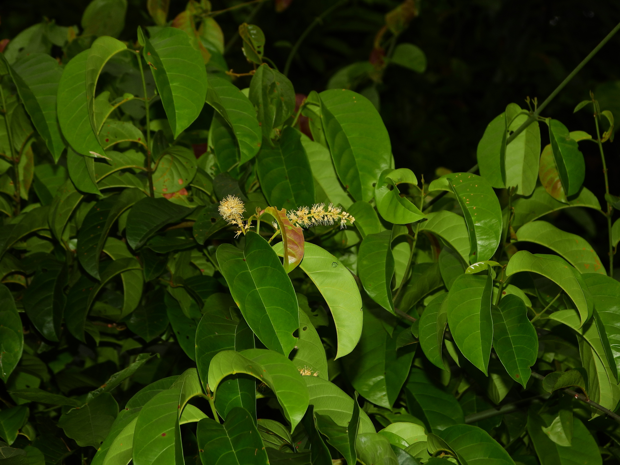Imagem de Molungu-do-cerrado