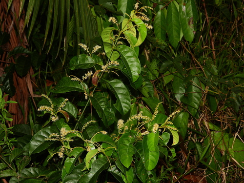 Foto de Molungu-do-cerrado