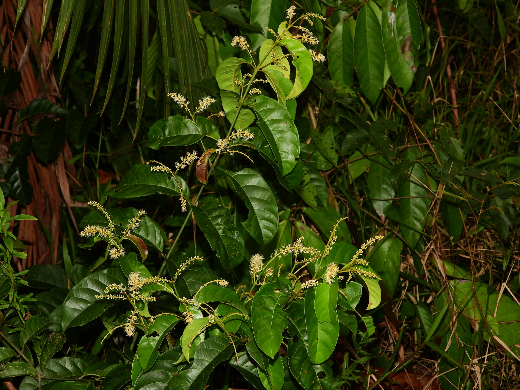 Imagem de Molungu-do-cerrado