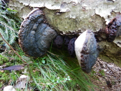 Phellinus cinereus