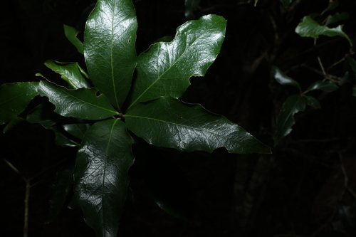 Image of Denhamia celastroides by (c) Greg Tasney, some rights reserved (CC BY-SA)