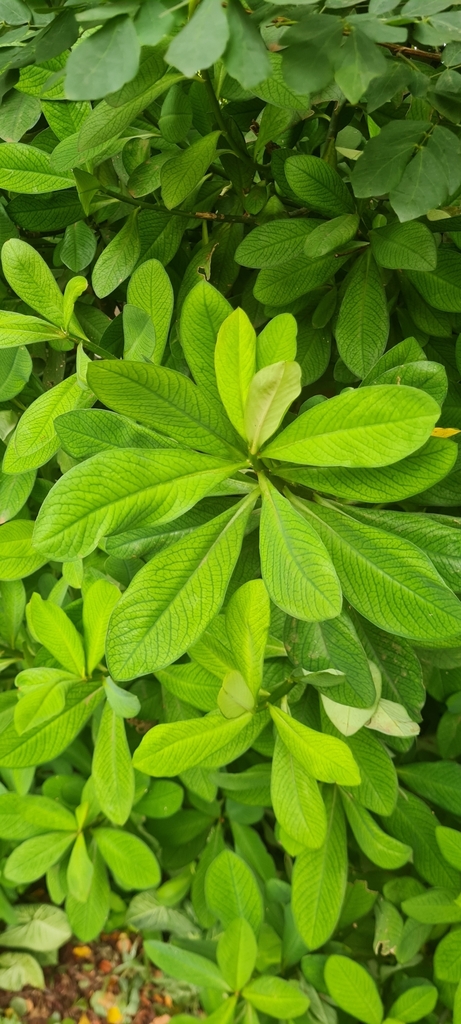 Euphorbia umbellata, Jardim Sao Joao Batista, São Carlos - SP, Brasil