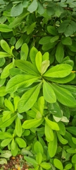 Whorled Milkweed (Euphorbia umbellata)