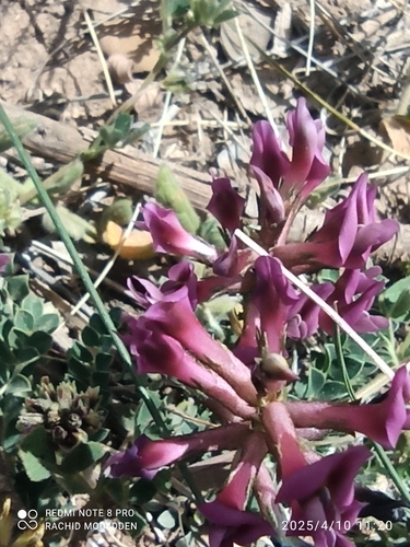 Astragalus incanus