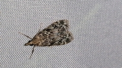 Eudonia truncicolella