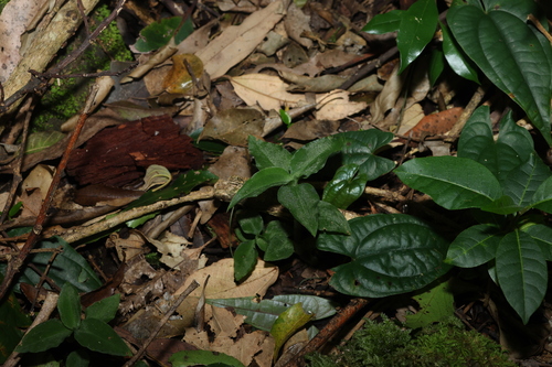 Image of Zeuxine oblonga by (c) Greg Tasney, some rights reserved (CC BY-SA)