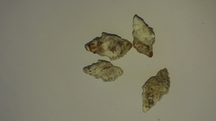 Ocinebrina