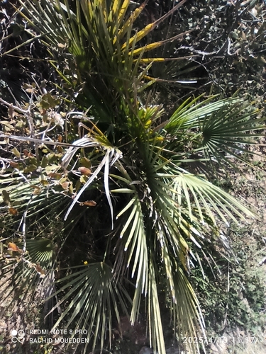 Mediterranean fan palm