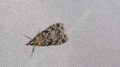 Eudonia truncicolella