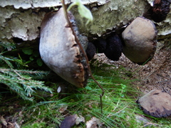 Phellinus cinereus