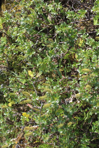 Image of Salix myrsinites by (c) Dmitriy Bochkov, some rights reserved (CC BY)