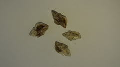 Ocinebrina