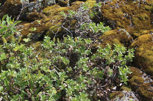 Image of Salix myrsinites by (c) Dmitriy Bochkov, some rights reserved (CC BY)