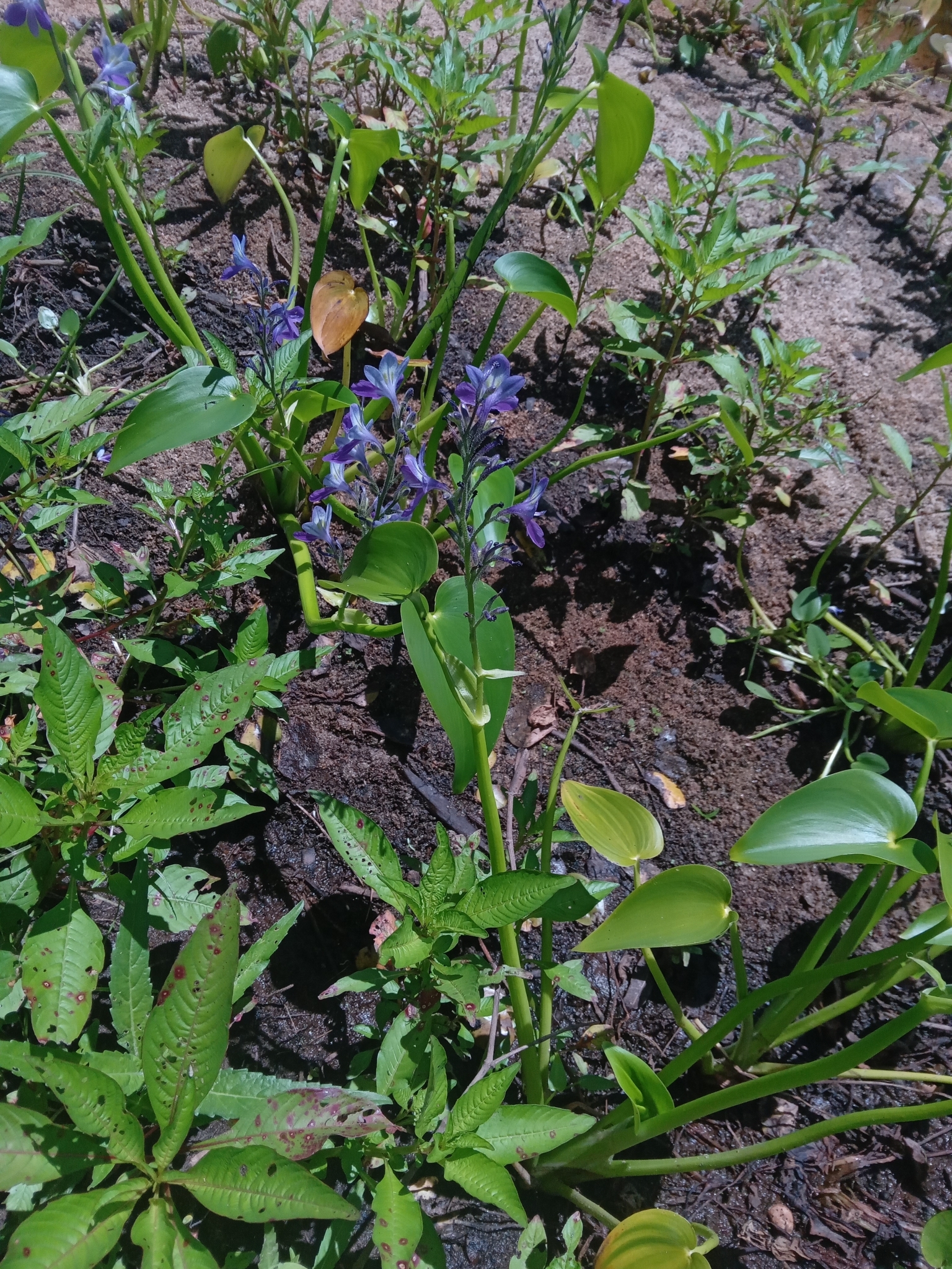 Pontederia paniculata