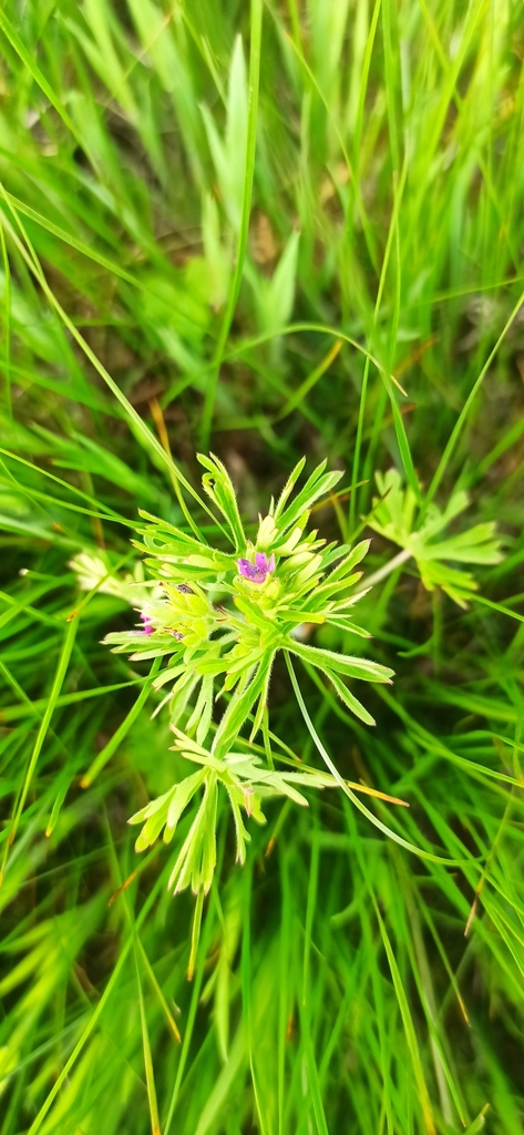 Géranium découpé