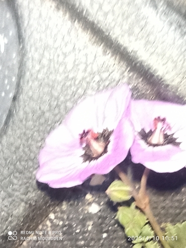 Erodium crassifolium