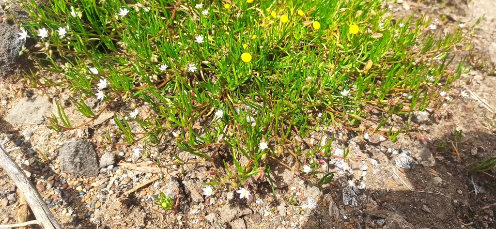 Saltmarsh Sand Spurry