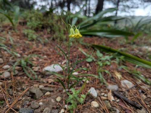 Image of Fritillaria rhodia by (c) Elias, some rights reserved (CC BY)