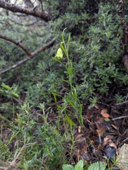 Fritillaria rhodia, photograph (c) Elias, some rights reserved (CC BY)