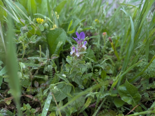 Image of Salvia viridis by (c) Elias, some rights reserved (CC BY)