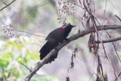 Pterorhinus ruficollis