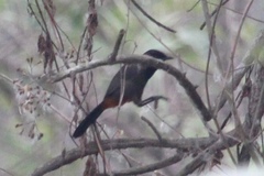 Pterorhinus ruficollis