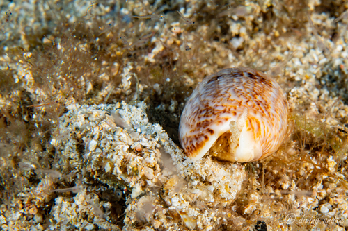 Oliva sericea observed 2024-05-25