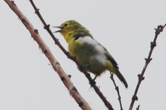 Phylloscopus affinis
