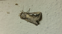 Didugua argentilinea