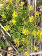 Rorippa curvisiliqua