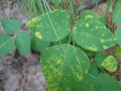 Synchytrium decipiens