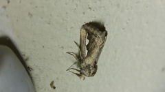 Didugua argentilinea