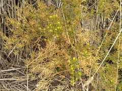 Rorippa curvisiliqua