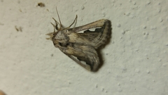 Didugua argentilinea