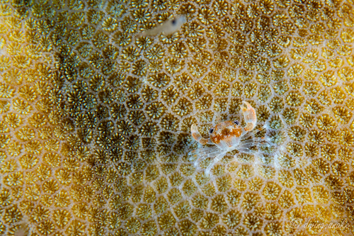 Cherusius triunguiculatus observed 2024-05-25
