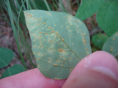 Synchytrium decipiens